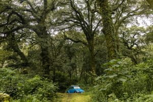 Fincas para Visitar en Antigua Guatemala: Guía Completa con Café, Naturaleza y 12 Experiencias Auténticas