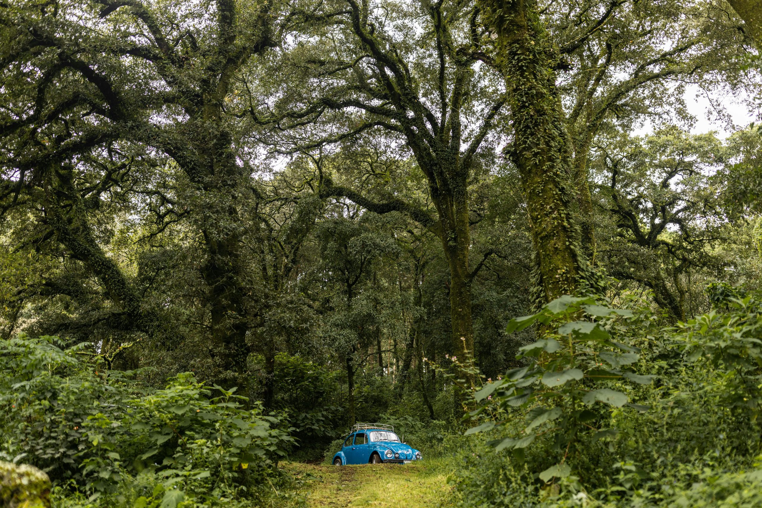 Fincas para Visitar en Antigua Guatemala: Guía Completa con Café, Naturaleza y 12 Experiencias Auténticas
