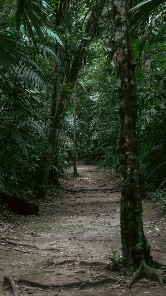Tikal